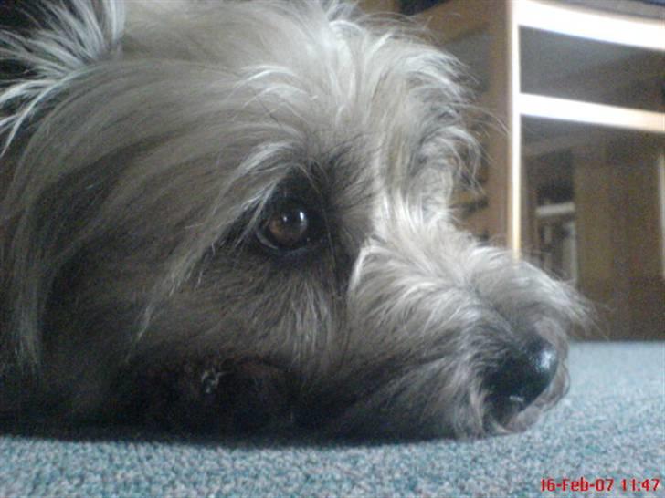 Cairn terrier Little Big Horn's Sigurd billede 8