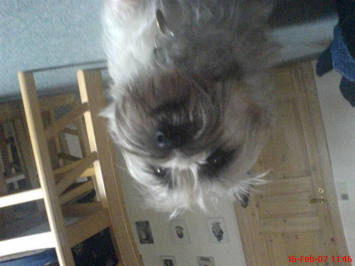 Cairn terrier Little Big Horn's Sigurd billede 9