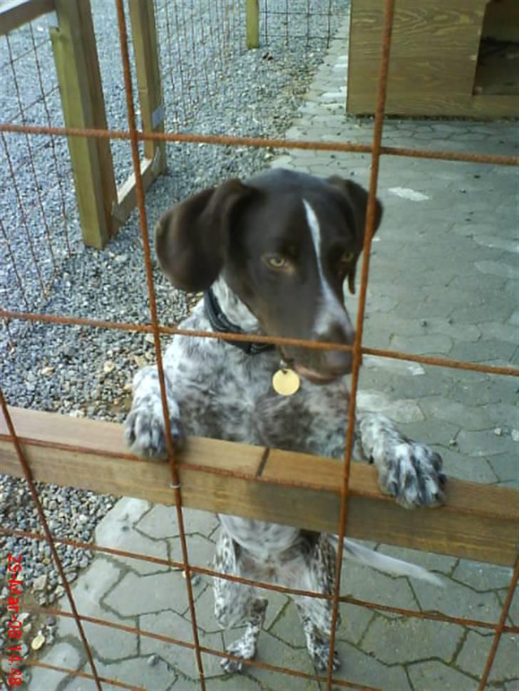 Blanding af racer Molli (R.I.P) billede 6