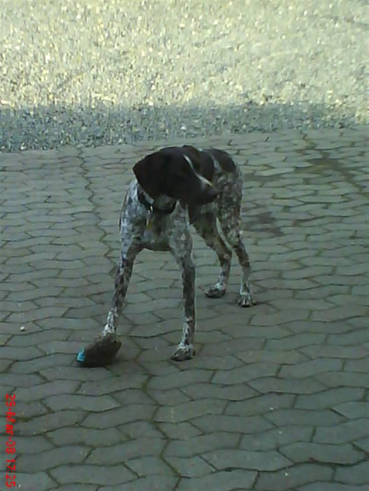 Blanding af racer Molli (R.I.P) billede 7