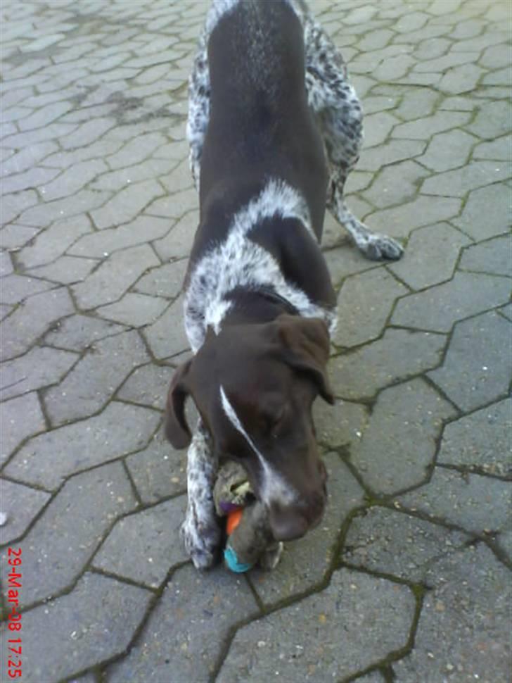 Blanding af racer Molli (R.I.P) billede 8