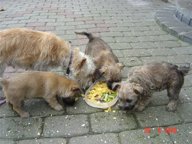 Cairn terrier Vimse - Her er hun med sit første kuld hvalpe.. billede 6