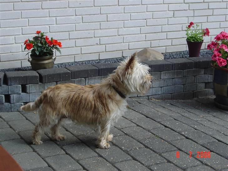 Cairn terrier Vimse billede 7