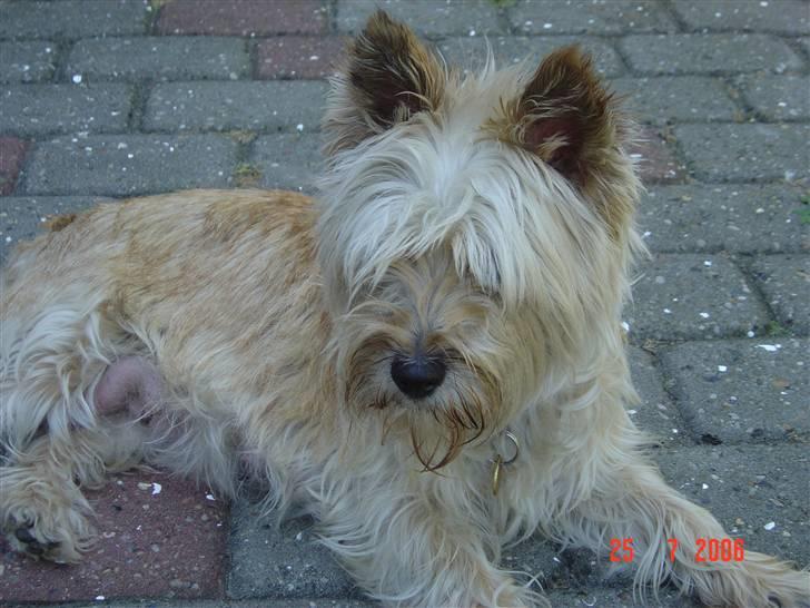 Cairn terrier Vimse billede 8