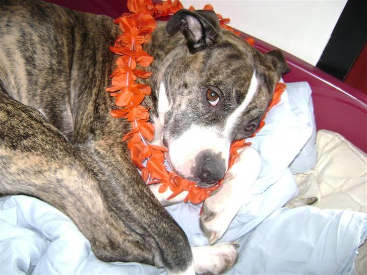 Amerikansk staffordshire terrier xena billede 15