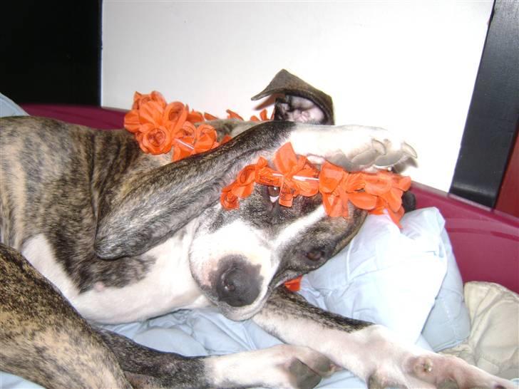 Amerikansk staffordshire terrier xena billede 16