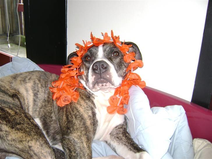 Amerikansk staffordshire terrier xena billede 17