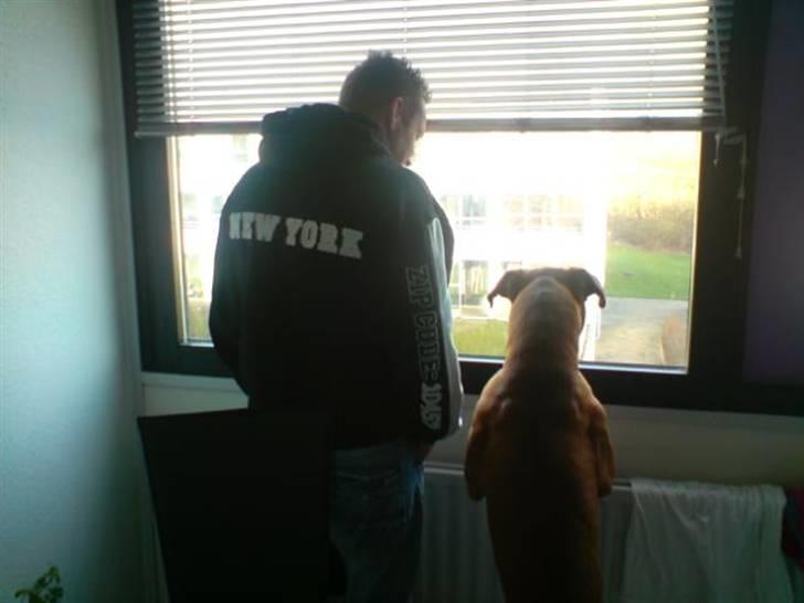 Boxer Champion Chiko billede 17