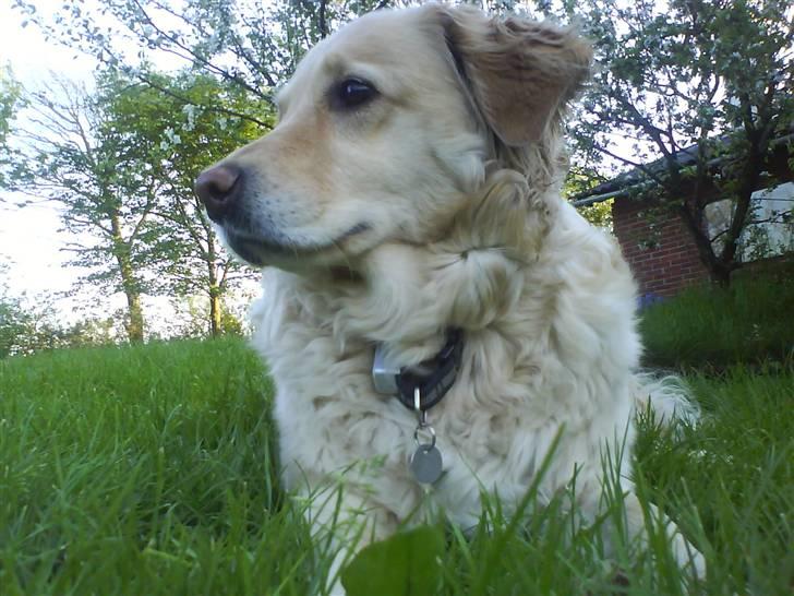 Labrador retriever Lulu <3  billede 1