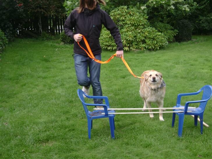 Labrador retriever Lulu <3  billede 8