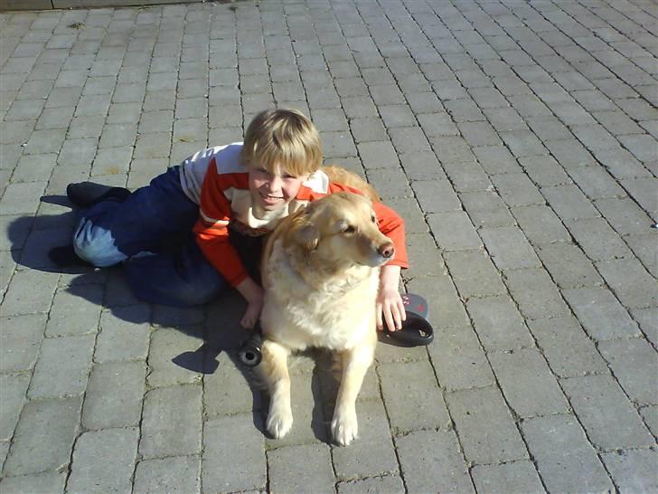Labrador retriever Lulu <3  - er lidt træt billede 9