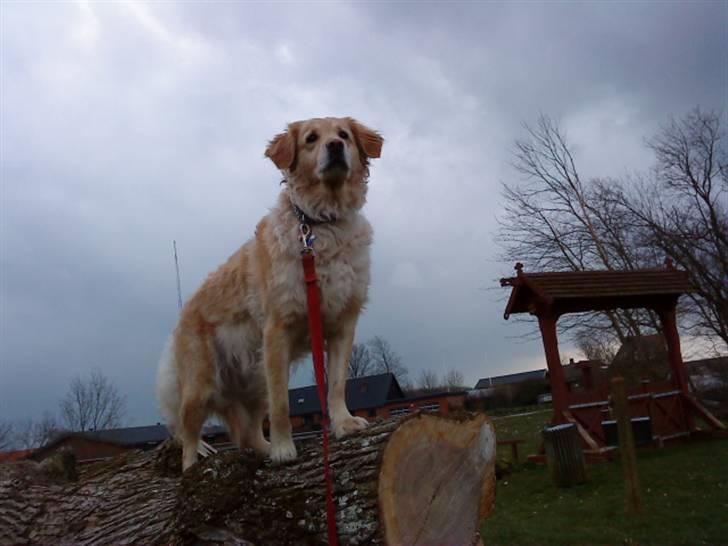 Labrador retriever Lulu <3  - ER DER NOGEN DER KAN FJERNE SNOREN? billede 2