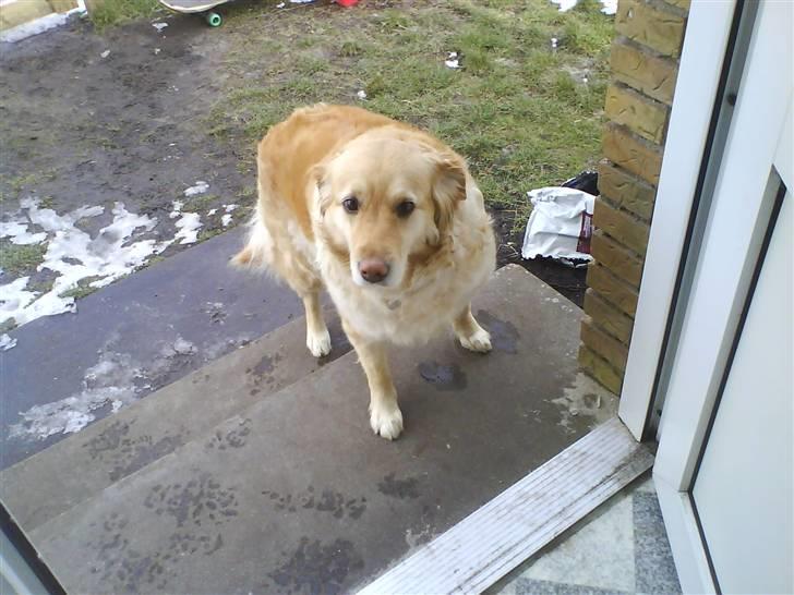 Labrador retriever Lulu <3  - ude lidt og vil ikke ind billede 10