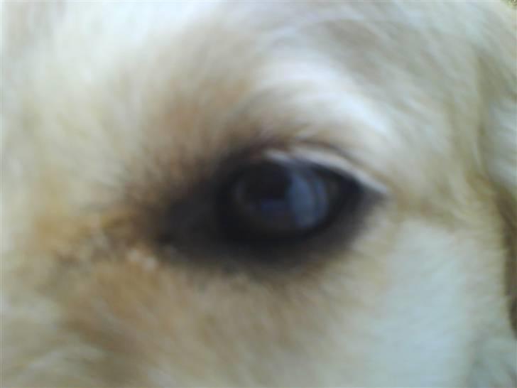 Labrador retriever Lulu <3  - jeg holder øje med jer billede 11