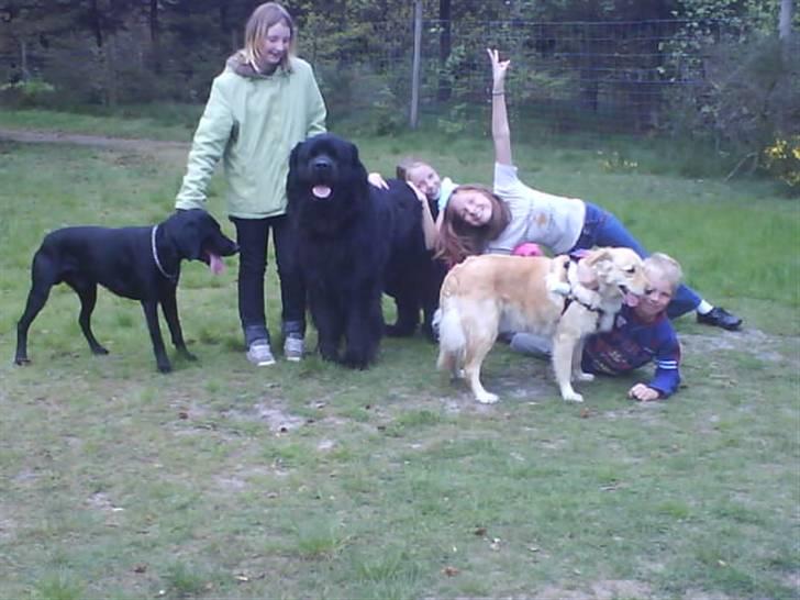 Labrador retriever Lulu <3  - har lige været ude og læbe i hunde skoven og skal til og hjem billede 6