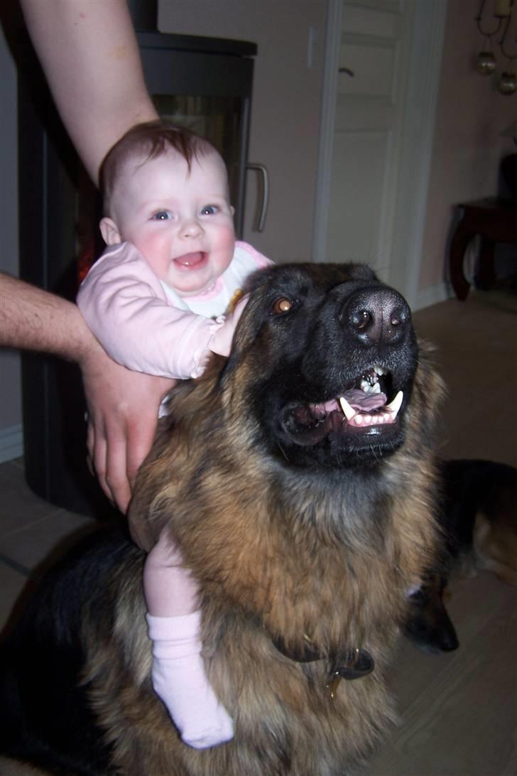 Schæferhund Bastian R.I.P billede 11