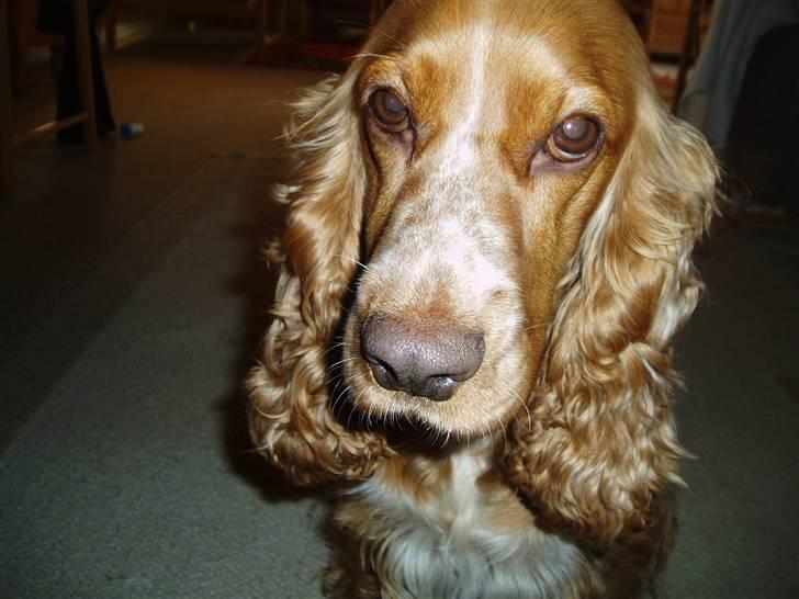 Cocker spaniel Sisse  - Er jeg ikke sød:=)) billede 20