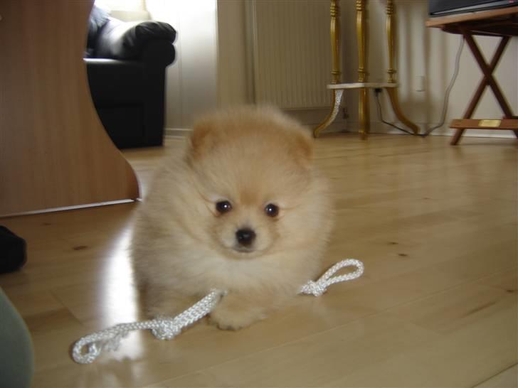 Pomeranian Svendsen - 8 uger billede 6