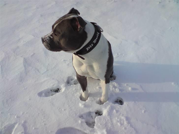 Amerikansk staffordshire terrier Enzo - Nyt, 10 mdr. billede 13