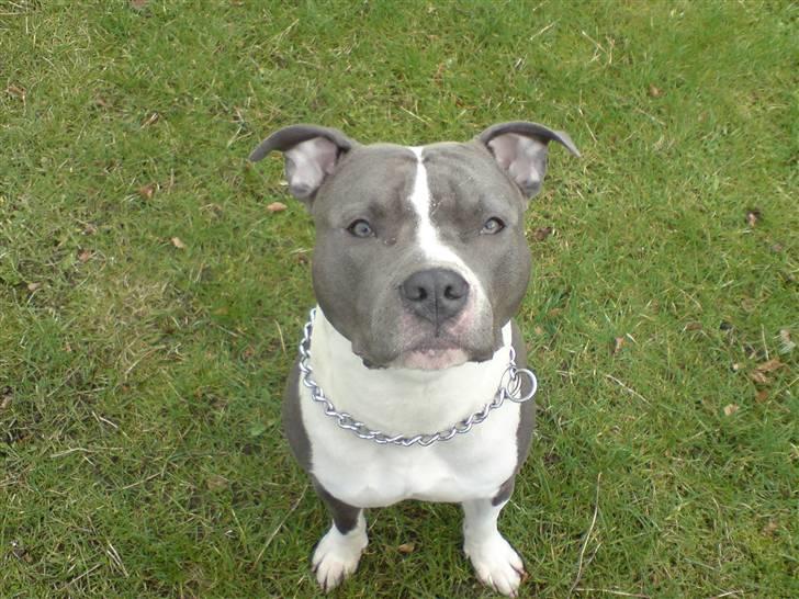 Amerikansk staffordshire terrier Enzo - Nyt, 10 mdr. billede 14