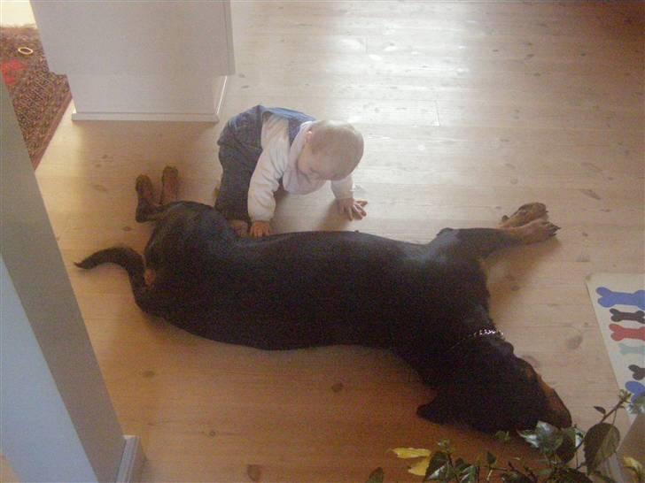 Rottweiler Emma R.I.P. - Babysitter for Amanda billede 4