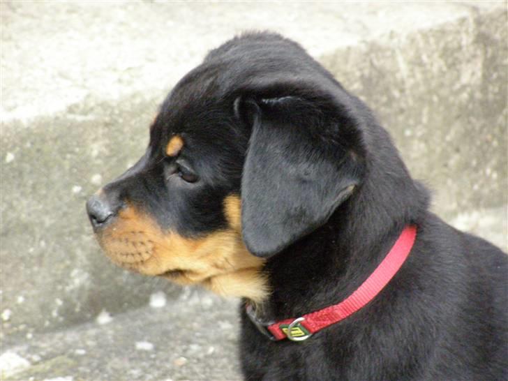 Rottweiler Emma R.I.P. - Min afløser Minna billede 5
