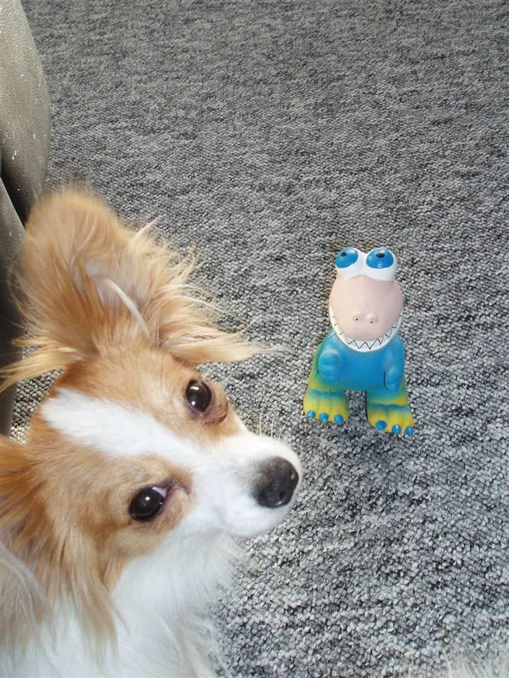 Papillon Chili billede 8