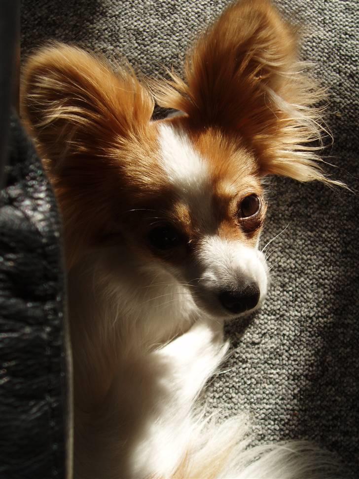 Papillon Chili - chili 1 år billede 9