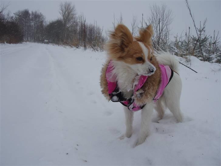 Papillon Chili - sne 2008 billede 10