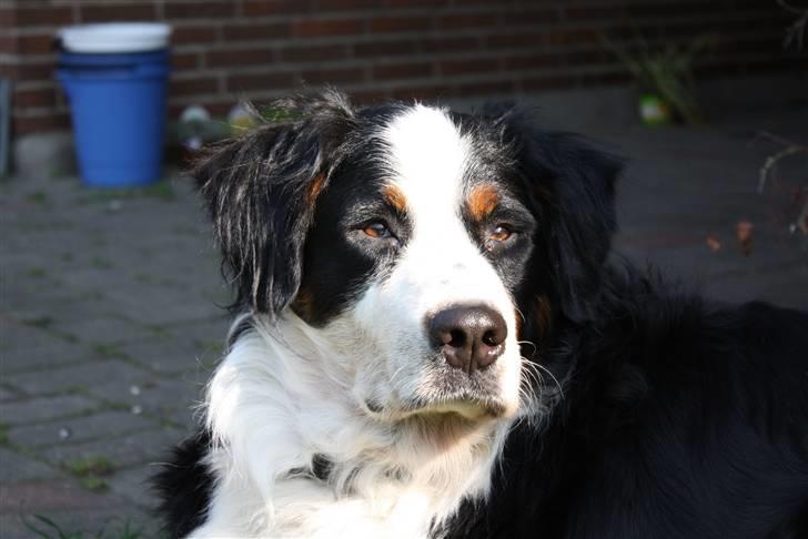 Berner sennenhund Bianca billede 19