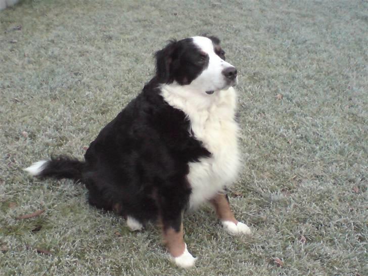 Berner sennenhund Bianca - Bianca i vinterkulden billede 20