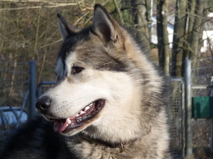 Alaskan malamute Cani billede 1
