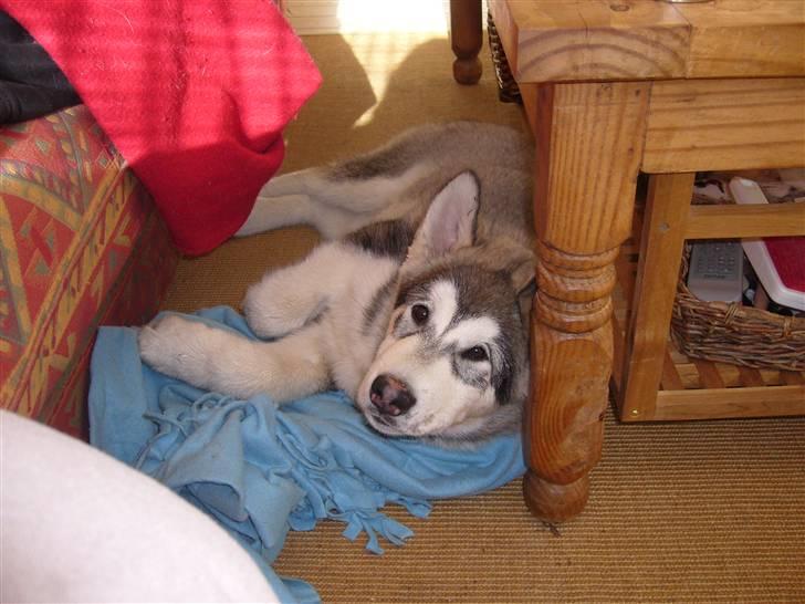 Alaskan malamute Cani - 15 uger billede 2