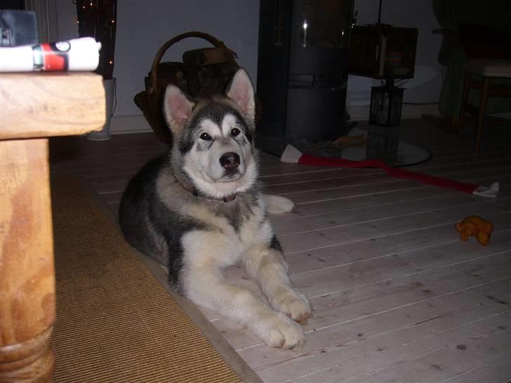 Alaskan malamute Cani - 16 uger billede 3