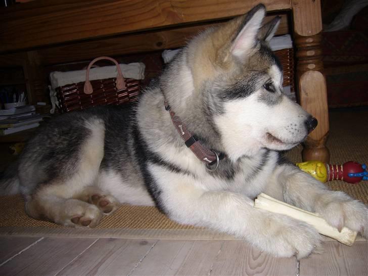 Alaskan malamute Cani billede 4