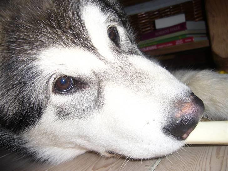 Alaskan malamute Cani - 16 uger, afslapning foran fjernsynet billede 5