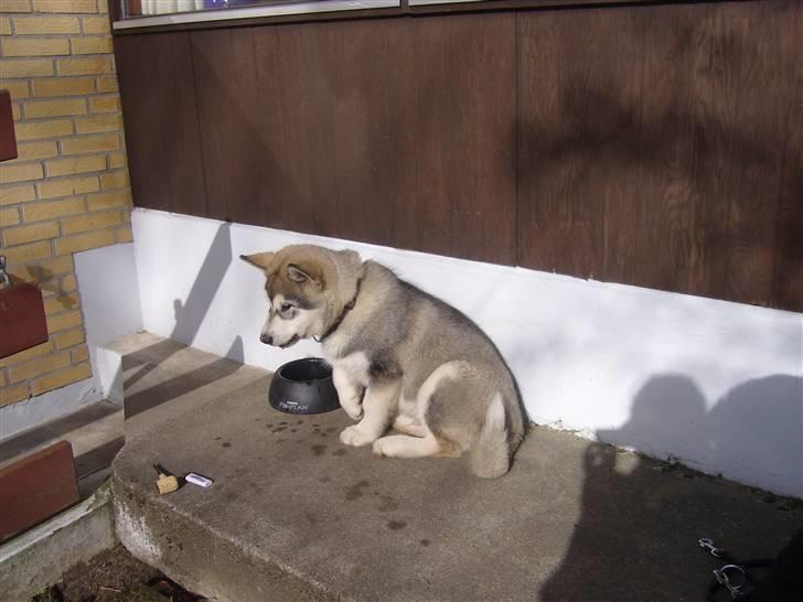 Alaskan malamute Cani - 14 uger billede 6