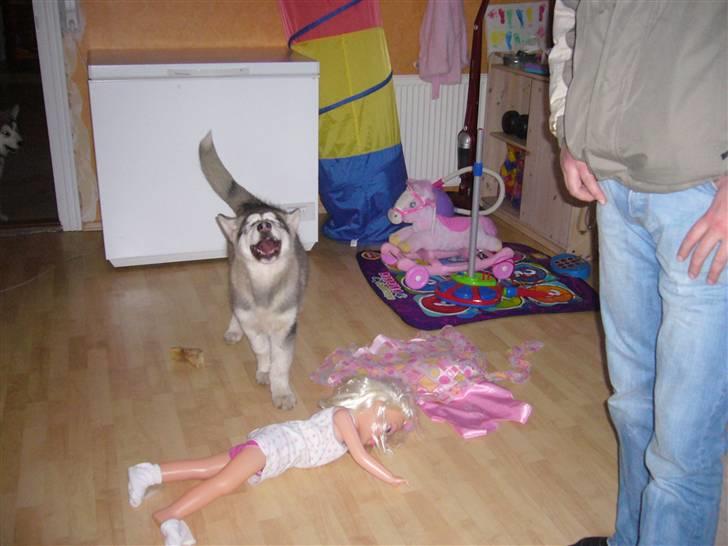 Alaskan malamute Cani - 14 uger, lige før afgang til det nye hjem billede 7