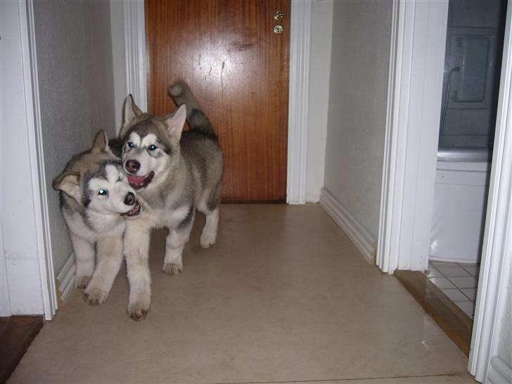 Alaskan malamute Cani - 14 uger, hjemme ved familien billede 8