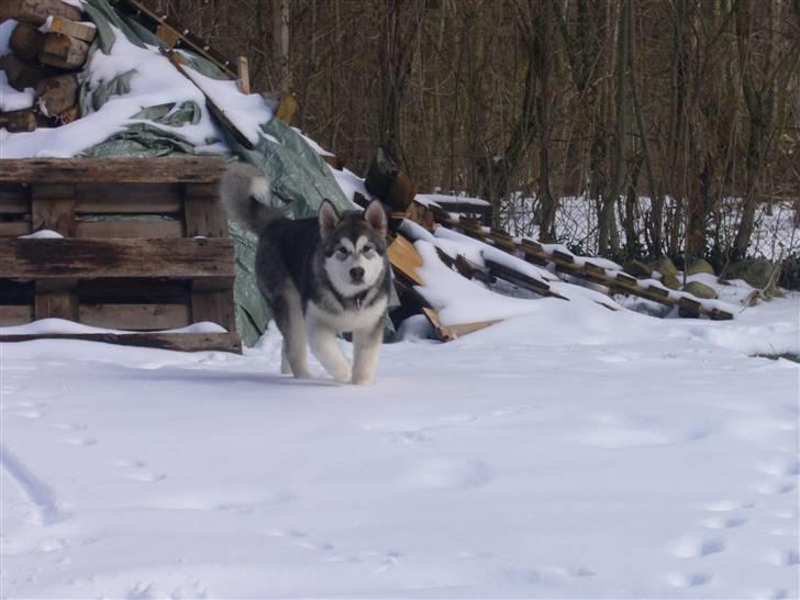 Alaskan malamute Cani - 15 uger billede 9