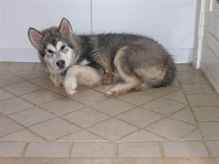 Alaskan malamute Cani - 15 uger billede 10
