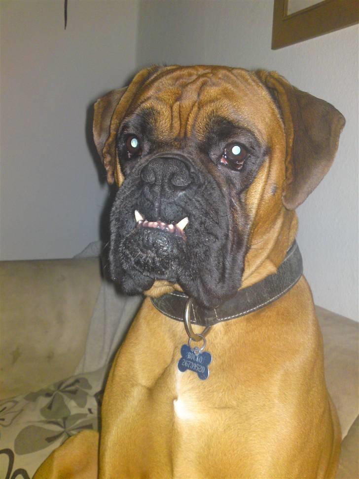 Boxer Rocko ( død 2014 ) - Sidder lige og vogter mine hvalpe.. Man må jo være vagt når mor er ude og tisse billede 1