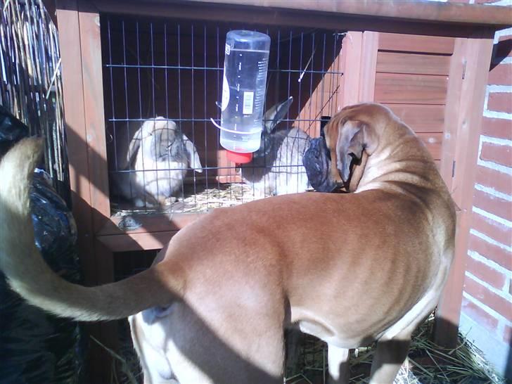 Boxer Rocko ( død 2014 ) - De er nu søde de kaniner billede 2