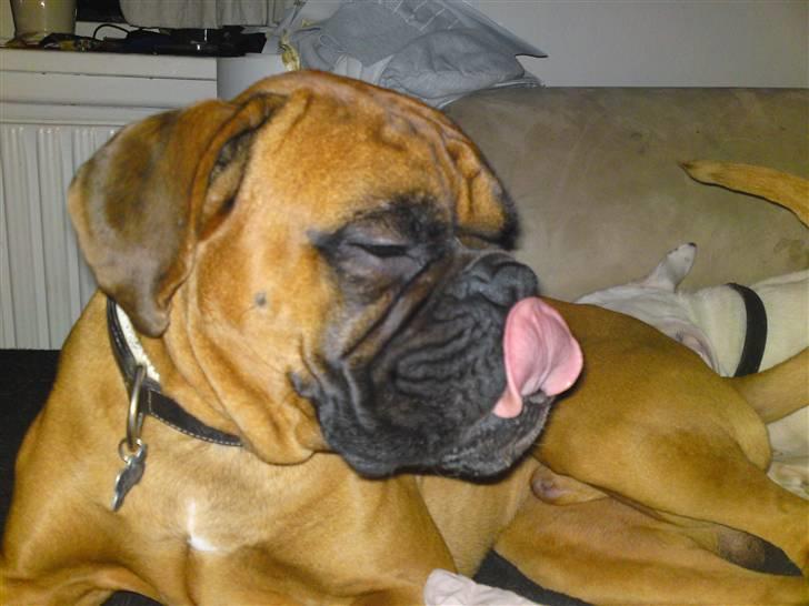 Boxer Rocko ( død 2014 ) - Fik øje på kaninen billede 3