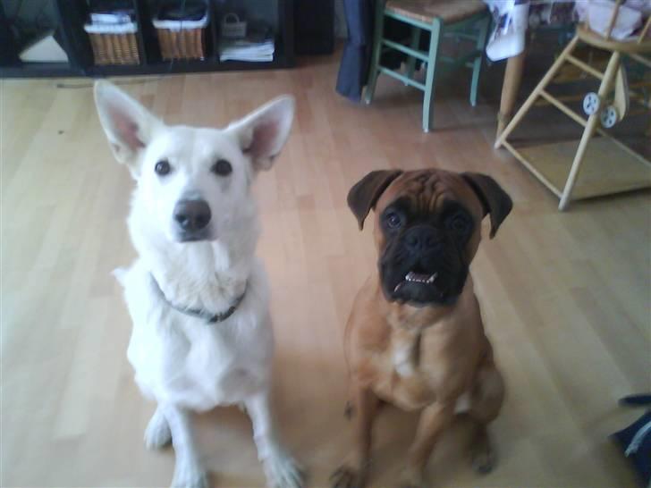 Boxer Rocko ( død 2014 ) - Mig og min storesøster amanda (= billede 4