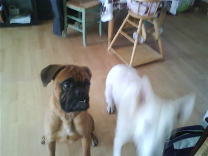 Boxer Rocko ( død 2014 ) - Hvor skal du nu hen søs????? billede 5