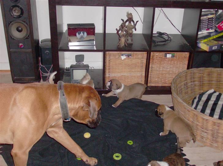 Boxer Rocko ( død 2014 ) - Rocko er blevet far.. er så glad for hans 4 små banditer :) billede 7