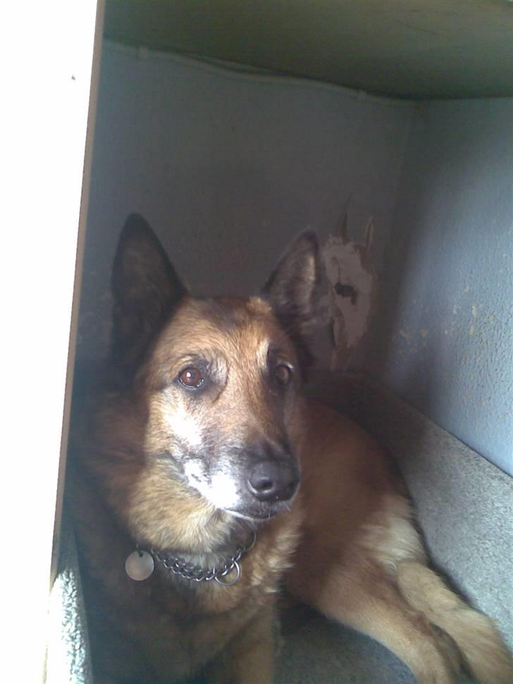 Belgisk hyrdehund Tyson(død) billede 11