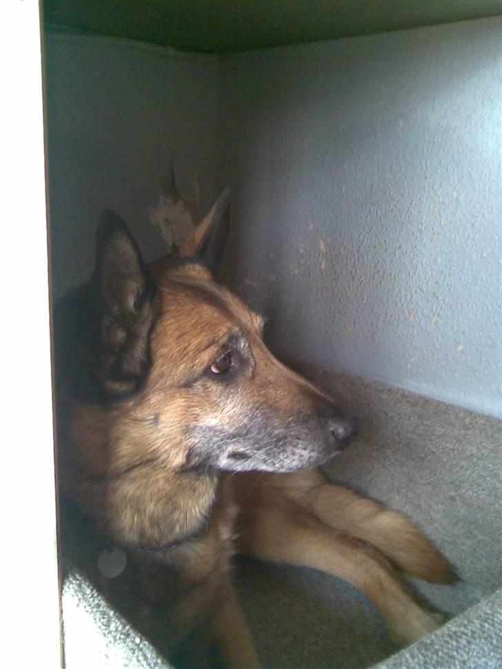 Belgisk hyrdehund Tyson(død) billede 12