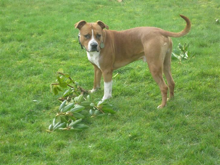 Amerikansk staffordshire terrier Felix - Hvad? Må jeg nu heller ikke rive farmors rhododendron op ad jorden mere??? billede 11